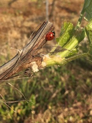 coccinelle sur vigne